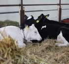 VII Ogólnopolska Wystawa Bydła Hodowlanego - 71