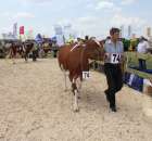 Nagordy dla superchampionów i championów  - 46