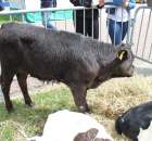 VII Ogólnopolska Wystawa Bydła Hodowlanego - 99