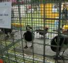 Gęsi Bernikle Białolice