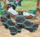 Gołębie Kaczun Rostowski