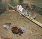 Foto reportaż z Międzynarodowych Targów Hodowli Zwierząt FARMA