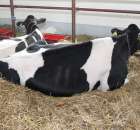 VII Ogólnopolska Wystawa Bydła Hodowlanego - 159