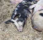 Foto reportaż z Targów Rolno-Ogrodnicze AGROMARSZ Marszew 2011