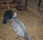 Foto reportaż z Międzynarodowych Targów Hodowli Zwierząt FARMA