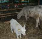 Bydło mięsne rasy Charolaise