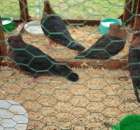 Gołębie Gile Miedziane