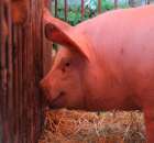 XX Targi Rolnicze Lubniewice