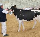 VII Ogólnopolska Wystawa Bydła Hodowlanego - 44