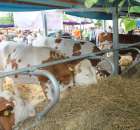 XX Targi Rolnicze Lubniewice