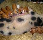 Świnia złotnicka pstra lochy z prosiętami