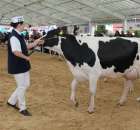 VII Ogólnopolska Wystawa Bydła Hodowlanego - 63