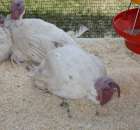 Pierwsze dni indyka w Koźminku