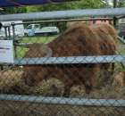 Bydło mięsne rasy Highland