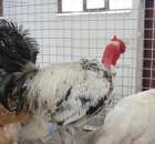 Drób - Szepietowo 2012 XIX Regionalna Wystawa Zwierząt Hodowlanych - 30