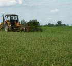 Koszenie rzepaku 2011 u MrZgredy