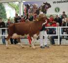 Prezentacja Championów na VII Ogólnopolskiej Wystawie Bydła Hodowlanego w Sielinku 2012 - 13