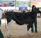 Bydło - Szepietowo 2012 XIX Regionalna Wystawa Zwierząt Hodowlanych - 115