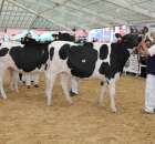VII Ogólnopolska Wystawa Bydła Hodowlanego - 42