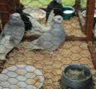 Gołębie Weisskopy Czerwone