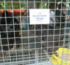 Kurki Kurki Cochin Czarny Olbrzym