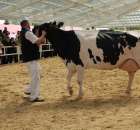 VII Ogólnopolska Wystawa Bydła Hodowlanego - 131