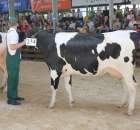 Bydło - Szepietowo 2012 XIX Regionalna Wystawa Zwierząt Hodowlanych - 94