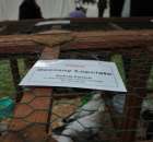 Gołębie Bociany Łapciate