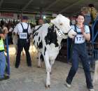 Bydło - Szepietowo 2012 XIX Regionalna Wystawa Zwierząt Hodowlanych - 68
