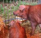 XX Targi Rolnicze Lubniewice