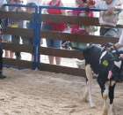 Młody Hodowca - Szepietowo 2012 - 77