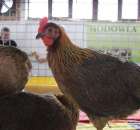 Drób - Szepietowo 2012 XIX Regionalna Wystawa Zwierząt Hodowlanych - 16