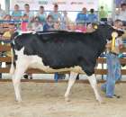 Bydło - Szepietowo 2012 XIX Regionalna Wystawa Zwierząt Hodowlanych - 125