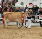 Prezentacja Championów na VII Ogólnopolskiej Wystawie Bydła Hodowlanego w Sielinku 2012 - 15