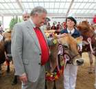 VII Ogólnopolska Wystawa Bydła Hodowlanego - 62