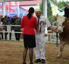 Prezentacja Championów na VII Ogólnopolskiej Wystawie Bydła Hodowlanego w Sielinku 2012 - 53