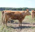 Wypas bydła zdjęcie nr 3