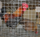 Foto reportaż z Międzynarodowych Targów Hodowli Zwierząt FARMA