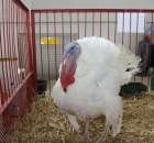 Drób - Szepietowo 2012 XIX Regionalna Wystawa Zwierząt Hodowlanych - 36