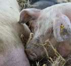 Foto reportaż z Targów Rolno-Ogrodnicze AGROMARSZ Marszew 2011