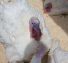 Pierwsze dni indyka w Koźminku