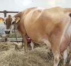 VII Ogólnopolska Wystawa Bydła Hodowlanego - 172