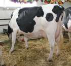 VII Ogólnopolska Wystawa Bydła Hodowlanego - 171