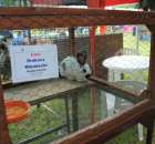 Królik Srokacz Niemiecki