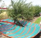 Otrząsarko - odwiewarka sadownicza typ OSA-1