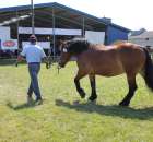 Konie - Szepietowo 2012 XIX Regionalna Wystawa Zwierząt Hodowlanych - 3