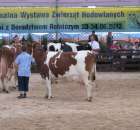 Bydło - Szepietowo 2012 XIX Regionalna Wystawa Zwierząt Hodowlanych - 44