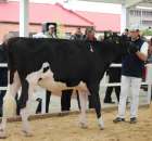 VII Ogólnopolska Wystawa Bydła Hodowlanego - 56
