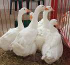 Drób - Szepietowo 2012 XIX Regionalna Wystawa Zwierząt Hodowlanych - 28