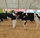 VII Ogólnopolska Wystawa Bydła Hodowlanego - 53